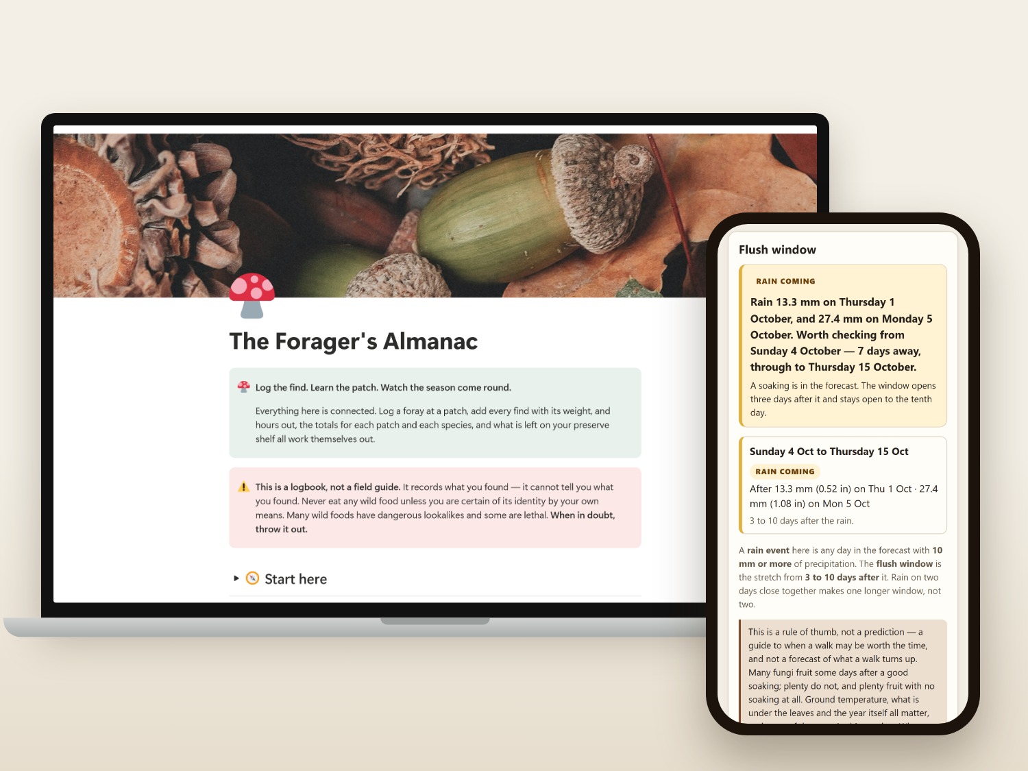The Forager's Almanac Notion dashboard on a laptop, with a patch's rain and flush forecast on a phone